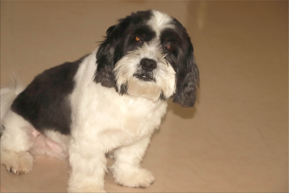 The cutest family member Rio, Dog, cute, friend, loving, sweet, 