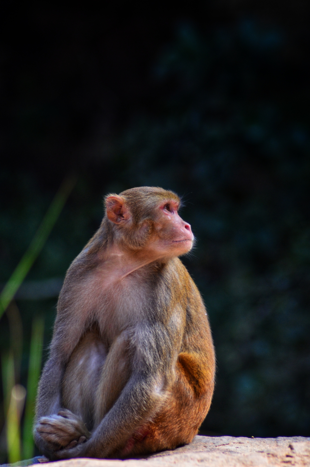 Monkey, #monkey #sitting #looking #nature #greenary #wildlife #sunset point #nationalpark #animal, 