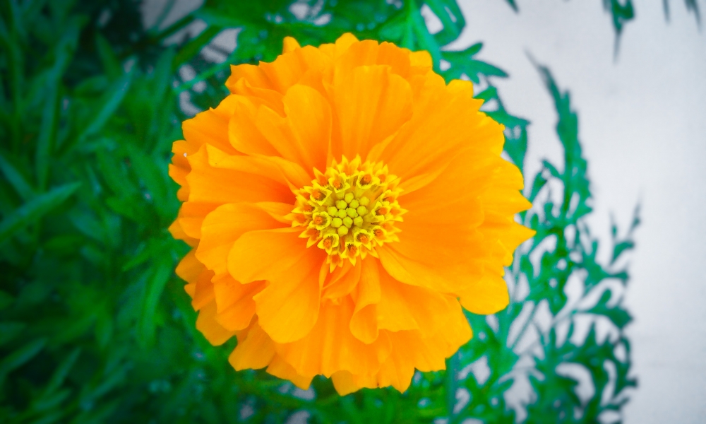 image of beautiful flower , image of beautiful flower ,flower,photography,images,flowers,orange color flower,