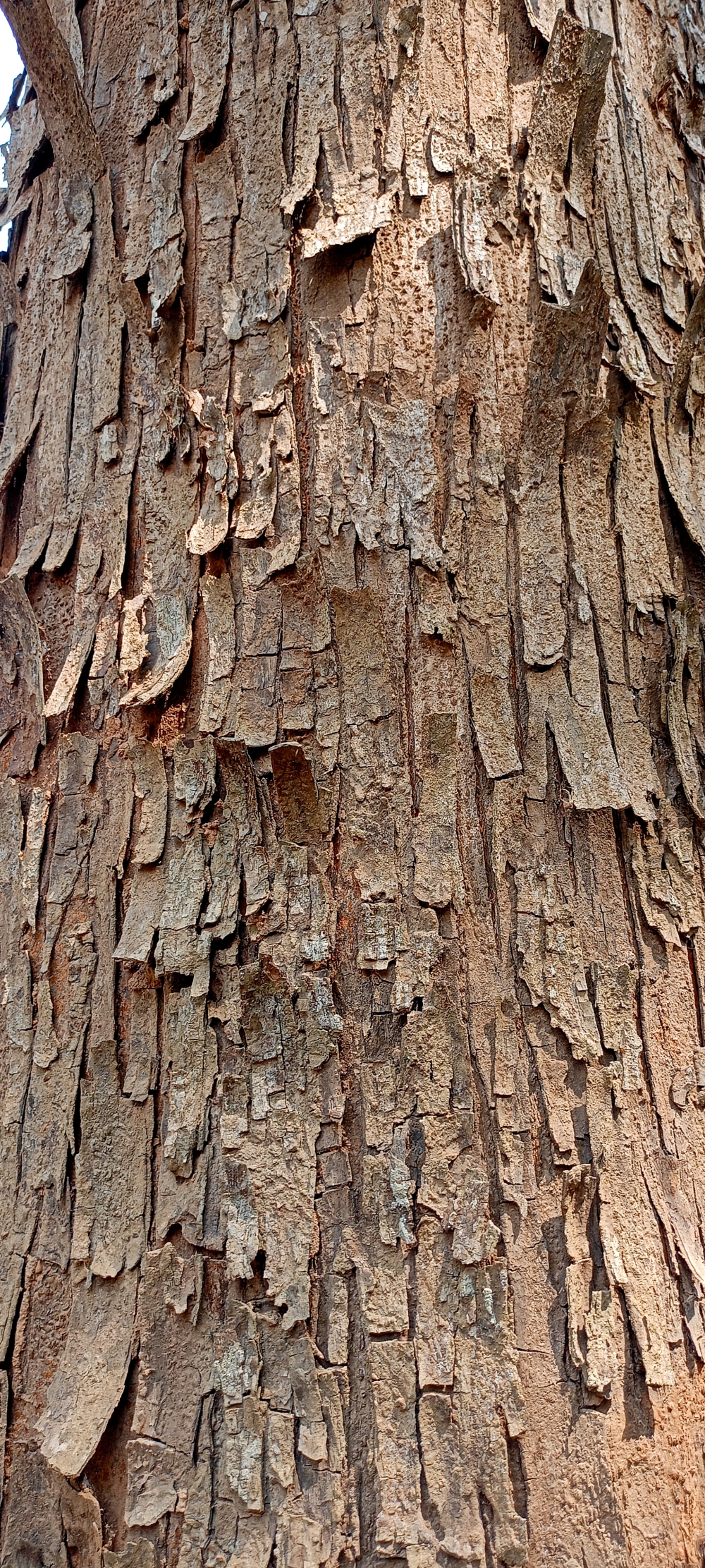 tree bark , tree bark , #nature #photography #love #instagood #photooftheday #travel #sky #beautiful #art #naturephotography #like #landscape #sunset #photo #picoftheday #instagram #sun #beach #life #winter #sea #fun #cute #clouds #happy #naturelovers #summer #bhfyp, nature landscape background sunrays hdclicks nikongair lake reflection photos Bastar chhatishgarh sky clouds photooftheday naturephotography, wildlife HD wallpaper background picture wild animals Nature Photography tree spoteddave indianbird bastar munnabaghelphotography potooftheday Dave nationalpark kvnp forest jungle kangervalleynationalpark jagdalpur awesome birdphotography photosofbird nature gochhatishgarh chhatishgarh photo, summer tirathgarh waterfall waterfalls indianwaterfall  nationalpark kangervalleynationalpark Raipur CG forest HD wallpaper view kangervalley tirathgarh waterfall waterfalls jungle Bastar Chhattisgarh photosoftheday photo gallery wallpaper view kangervalley instapicture instagood viralpic, 