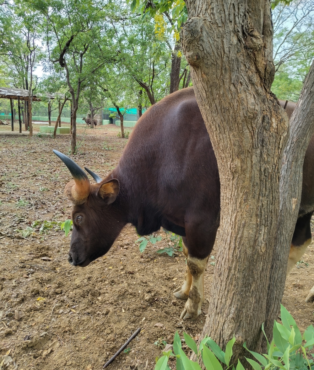 Indian big bull, Bull, ox,cow,