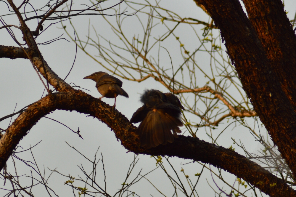 Bablar , Birdinbastar wildlife