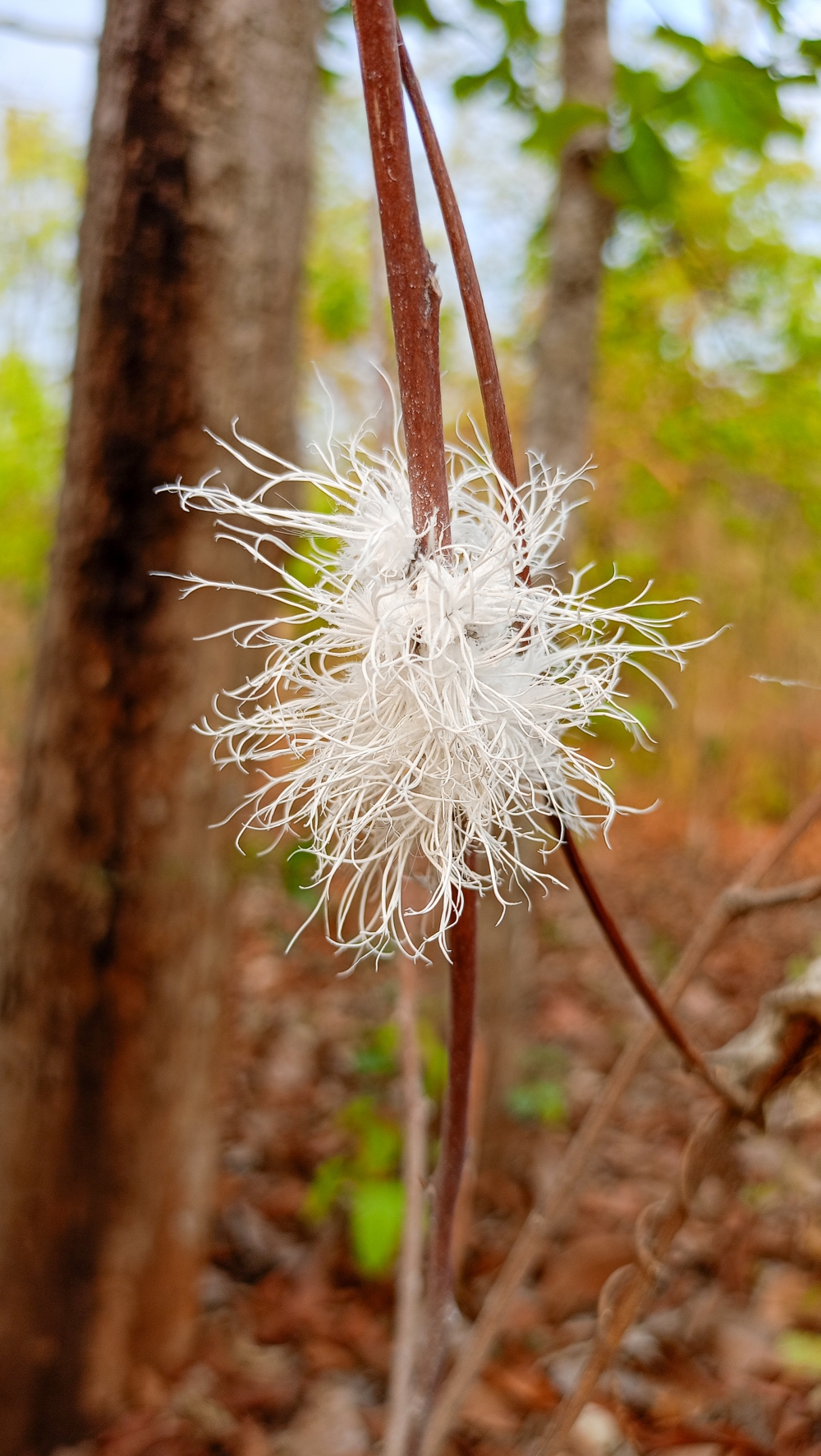 Flatidae, Flatidae, #nature #photography #love #instagood #photooftheday #travel #sky #beautiful #art #naturephotography #like #landscape #sunset #photo #picoftheday #instagram #sun #beach #life #winter #sea #fun #cute #clouds #happy #naturelovers #summer #bhfyp, Nature background wallpaper hdclicks fullHD landscape limestonecaves wild bastar chhatishgarh kangervalleynationalpark kvnp, morningrays nature forest jungle munnabaghelphotography kvnp nationalpark bastar kangervalleynationalpark jagdalpur explore landscape gochhatishgarh bastarpicture photooftheday tree green wild Hill, summer tirathgarh waterfall waterfalls indianwaterfall  nationalpark kangervalleynationalpark Raipur CG forest HD wallpaper view kangervalley tirathgarh waterfall waterfalls jungle Bastar Chhattisgarh photosoftheday photo gallery wallpaper view kangervalley instapicture instagood viralpic, 