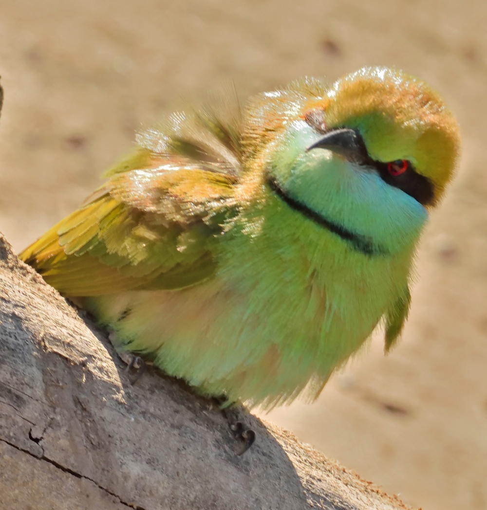 Potrait of a Green bee eater, green bee eater,indian bird ,potraits