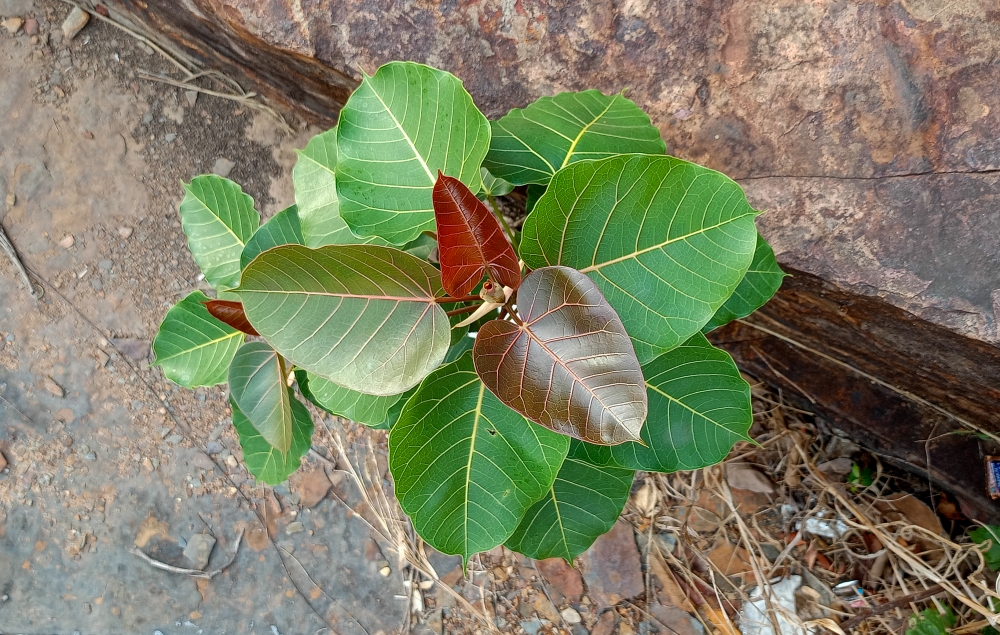 banyan plant , banyan plant , nature landscape background sunrays hdclicks nikongair lake reflection photos Bastar chhatishgarh sky clouds photooftheday naturephotography, summer tirathgarh waterfall waterfalls indianwaterfall  nationalpark kangervalleynationalpark Raipur CG forest HD wallpaper view kangervalley tirathgarh waterfall waterfalls jungle Bastar Chhattisgarh photosoftheday photo gallery wallpaper view kangervalley instapicture instagood viralpic, morningrays nature forest jungle munnabaghelphotography kvnp nationalpark bastar kangervalleynationalpark jagdalpur explore landscape gochhatishgarh bastarpicture photooftheday tree green wild Hill, #nature #photography #love #instagood #photooftheday #travel #sky #beautiful #art #naturephotography #like #landscape #sunset #photo #picoftheday #instagram #sun #beach #life #winter #sea #fun #cute #clouds #happy #naturelovers #summer #bhfyp, 