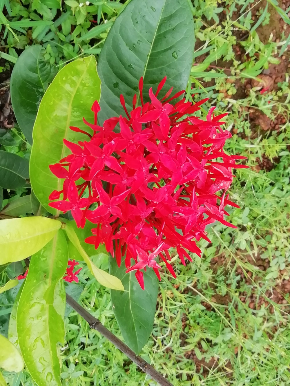 Red flowers , Flowers, nature, red, rainy, season
