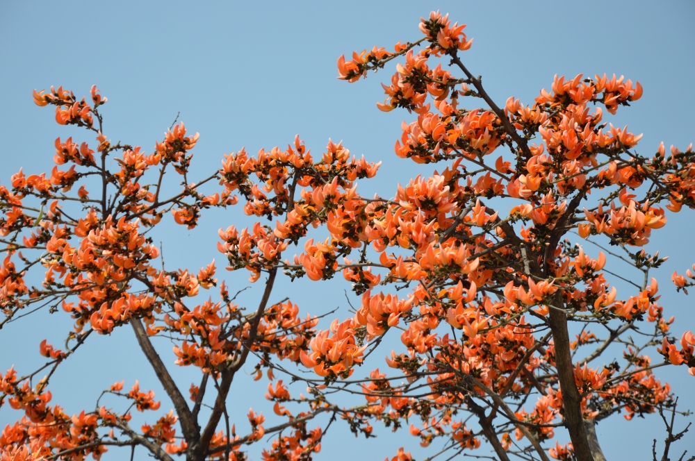 FIRE  IN NATURE, THE BEAUTY OF  SPRING, palash, Flower, Red, Red, red color, PETAL, Nature, Sky, blue, spring, spring season, stem, wood, LEAFLESS, 