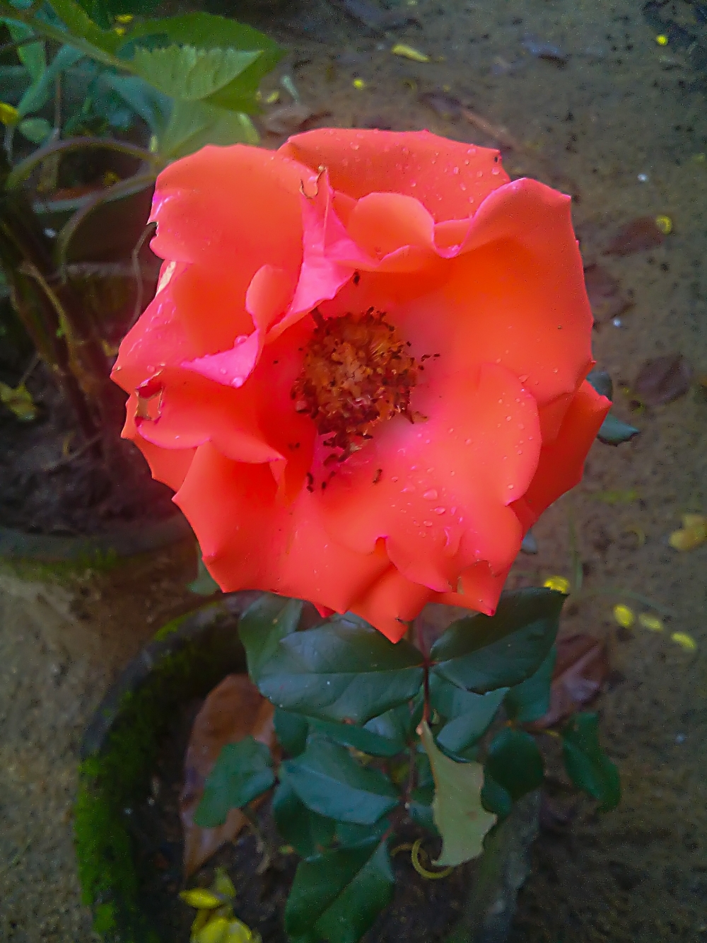 image of beautiful flower rose,  Beautiful Rose Flower Photos, red rose,flower,plant,garden,image,photos,background,beautiful rose,nice rose,flower photos,rose