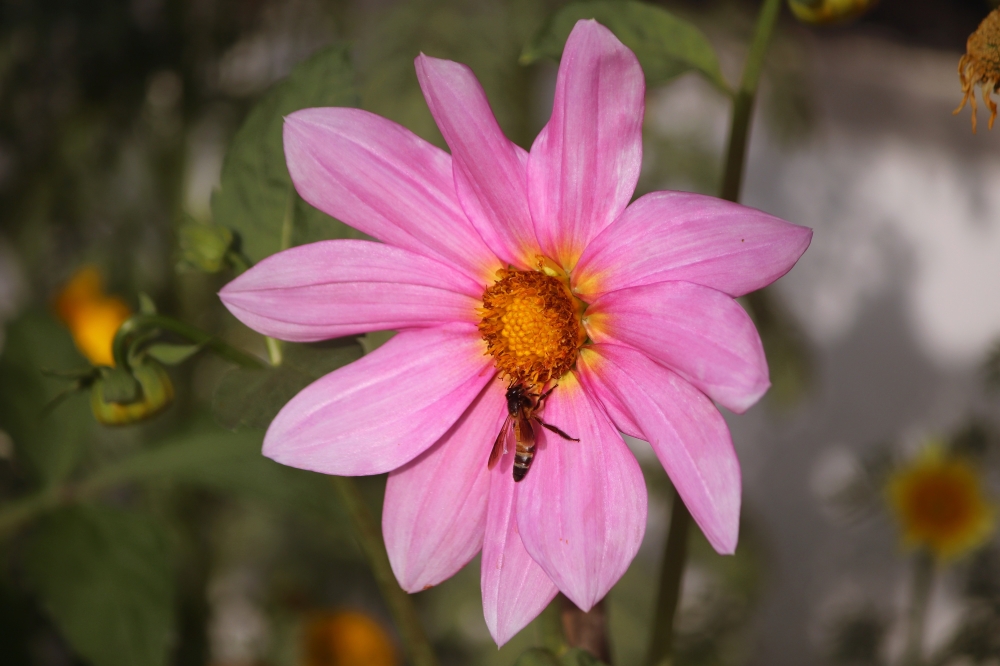 colorful flower with a bee, flower, colorful, different, honeybee, 