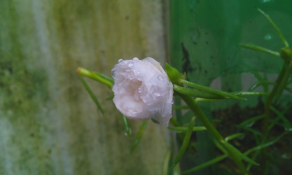 flower, flower,white flower,