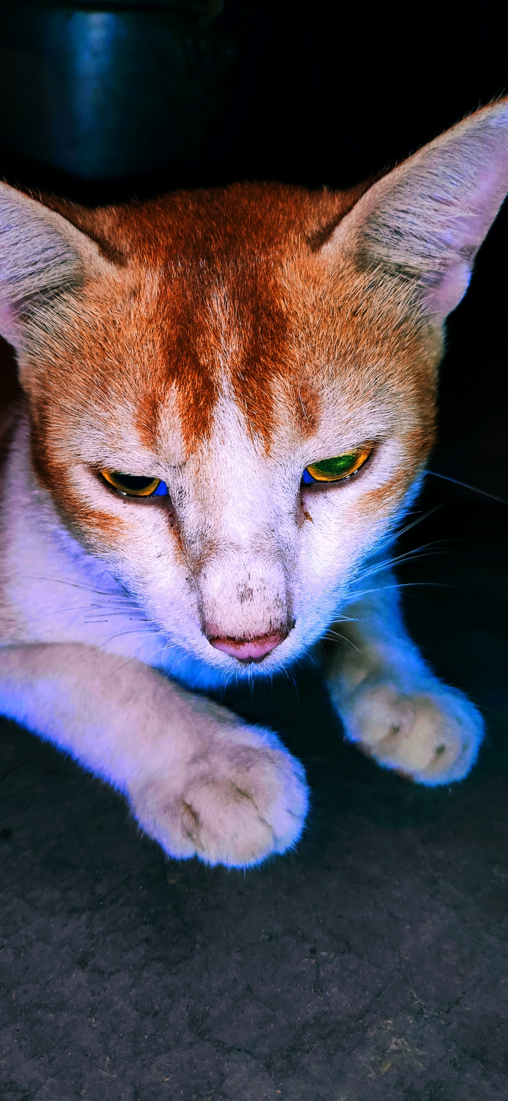 Cat, #Nature #background #wallpaper #hdclicks #fullHD#tirathgarh_waterfall #landscape#Photography#, 