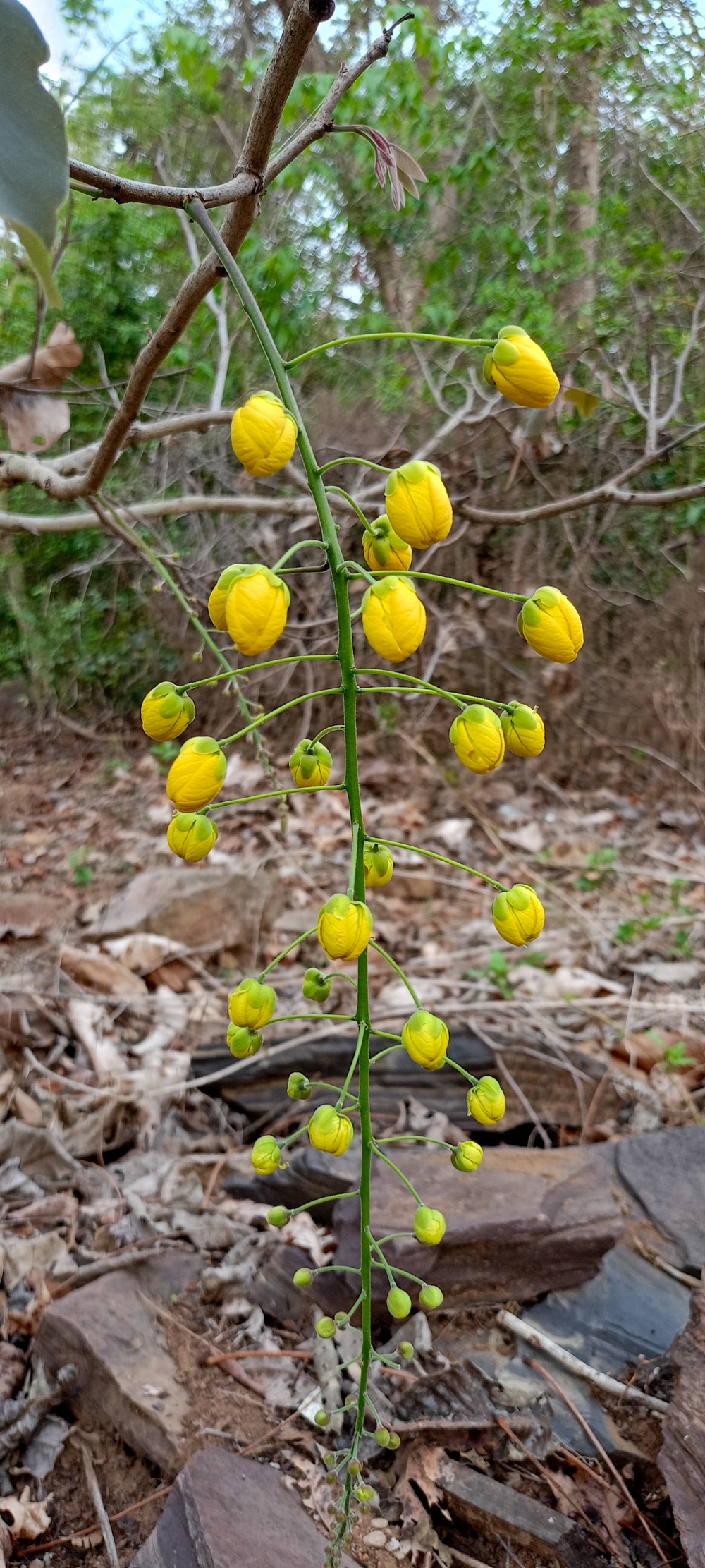 Golden showers flowers , #nature #photography #love #instagood #photooftheday #travel #sky #beautiful #art #naturephotography #like #landscape #sunset #photo #picoftheday #instagram #sun #beach #life #winter #sea #fun #cute #clouds #happy #naturelovers #summer #bhfyp, 