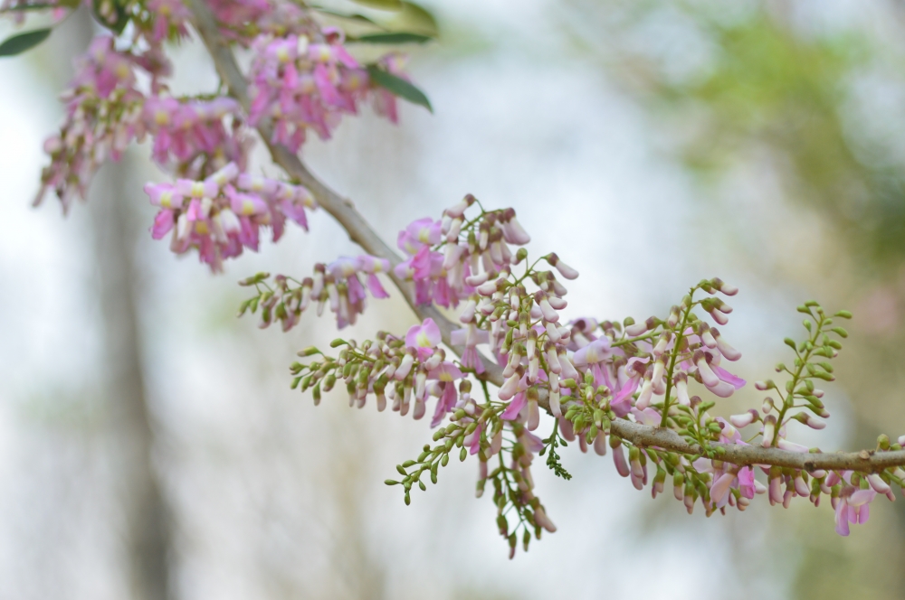 Flower,close up, macro,macro photography, nature,plant,wild flower,, Flower, wild, wild flower, Trees, Tree, nature beautys, natural, Nature, wallpaper, Kerala, 