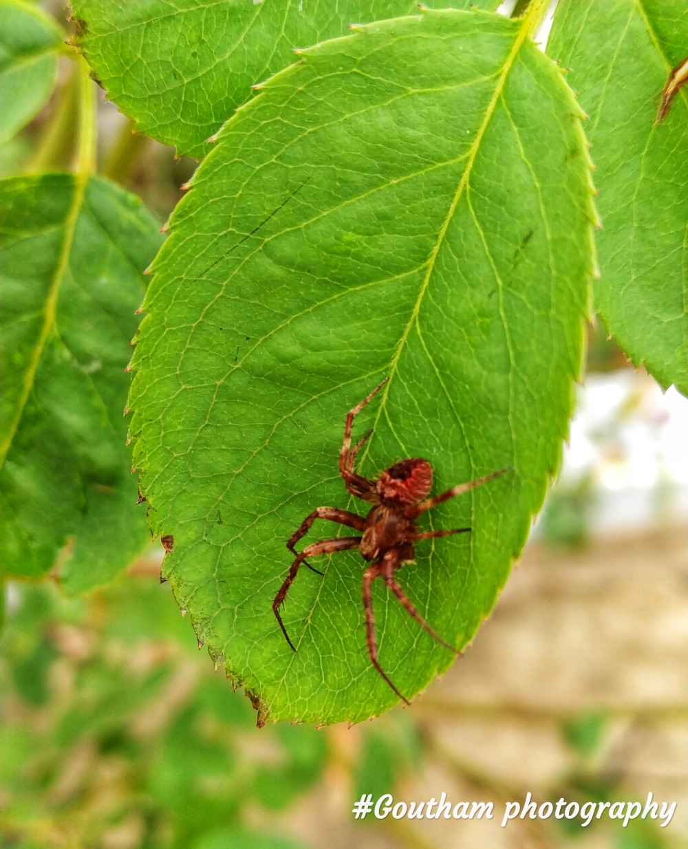 Leaf spider, #leaf, #spider #photograph #macroshoot, 