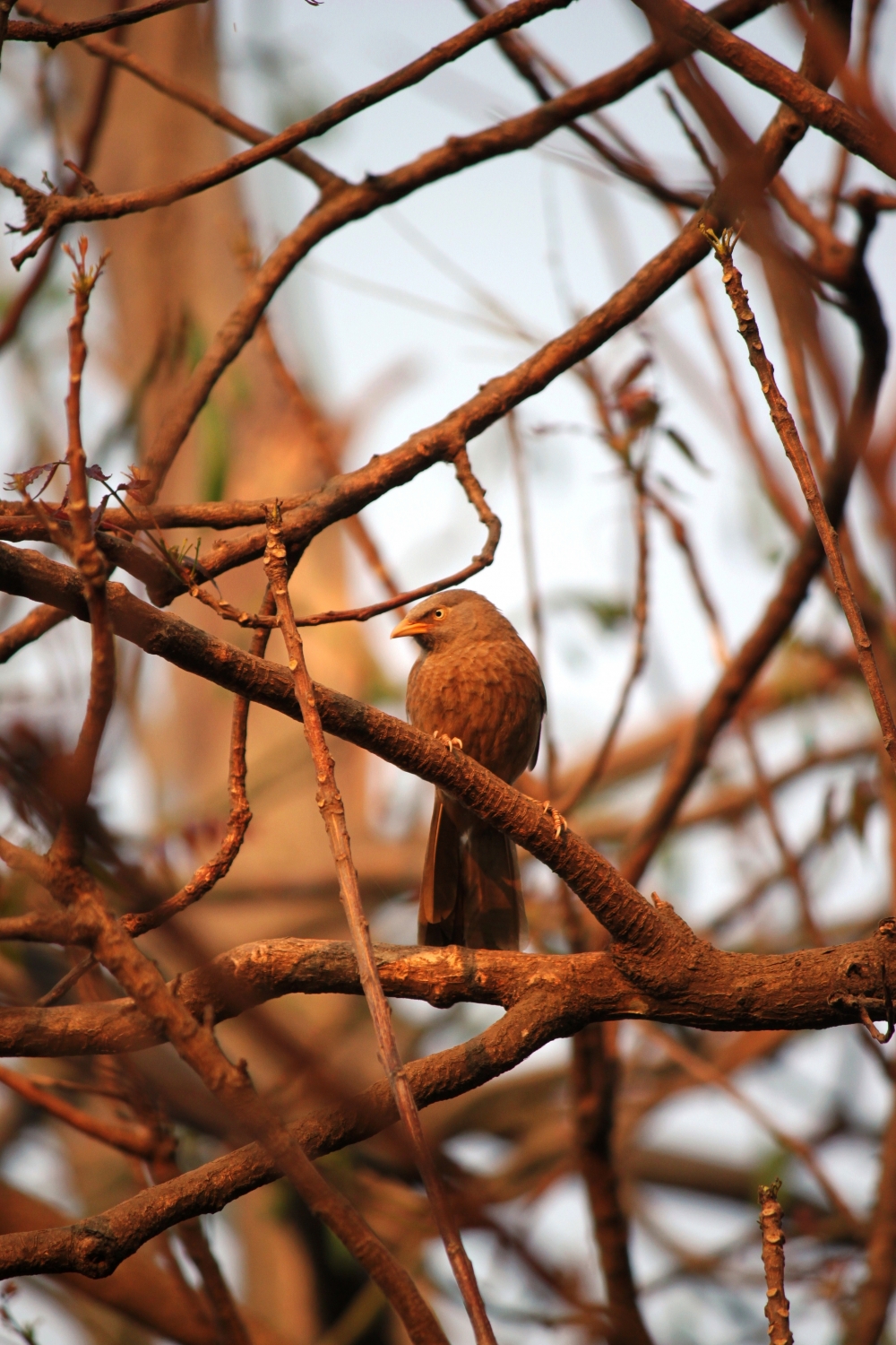 Bird, Bird