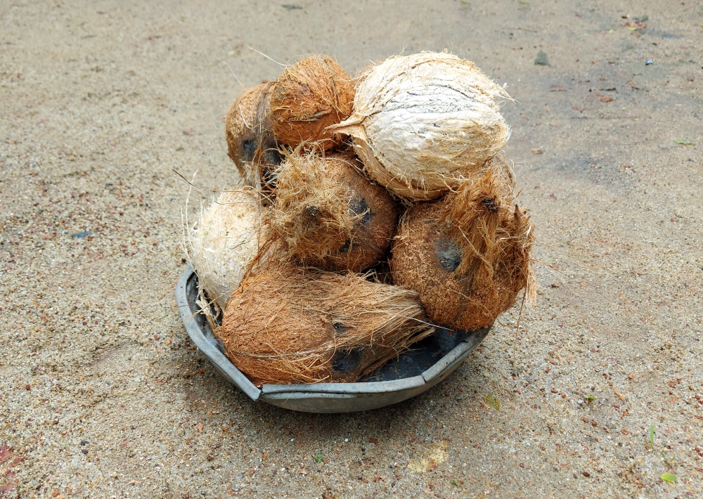 coconut  , coconut,fresh,drink,coconuts,kerala coconuts,natural coconut,coconuts tree seeds,