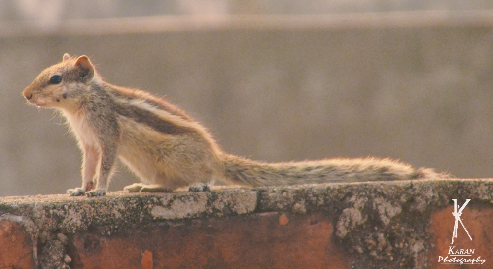 squirrel, Squirrel, cute, Lovely, lovely attractive, beauty, Animal, Pgclick, 