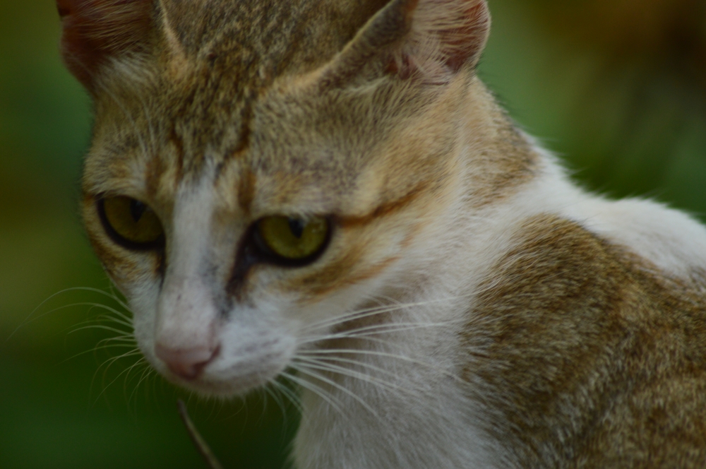 Cat, Animal, cat, Cat lover, cutecat, Macro, Macro photography, Close up, 