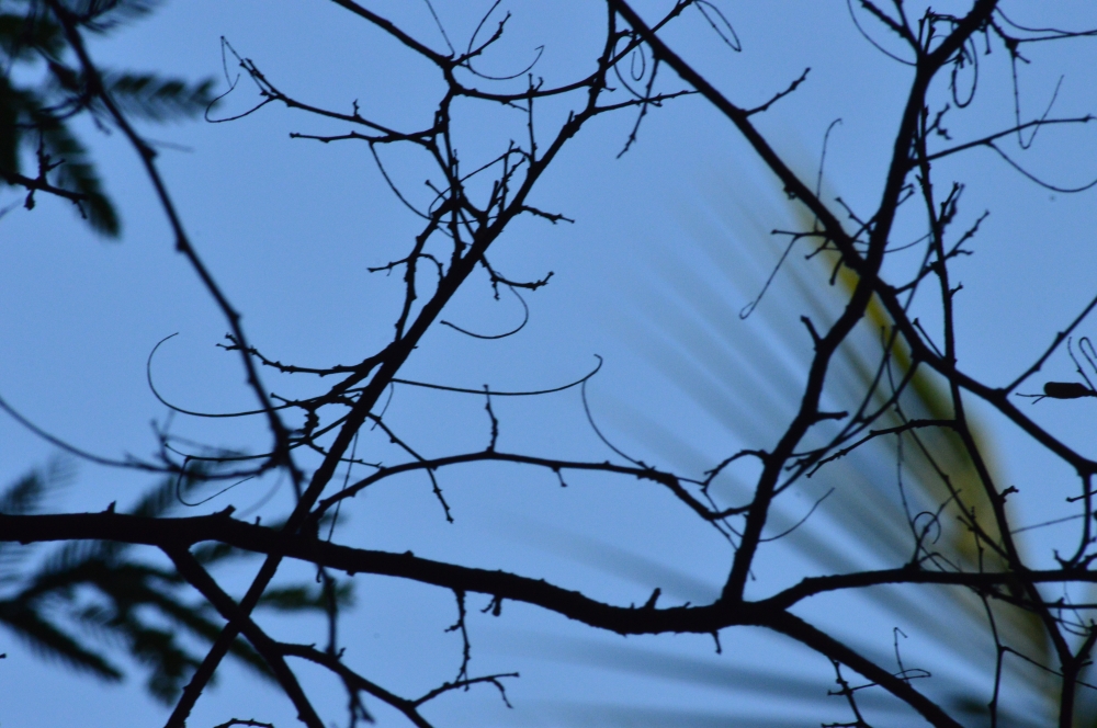 Branches , Trees, branches, background, Macro photography, Macro, Blue sky, 