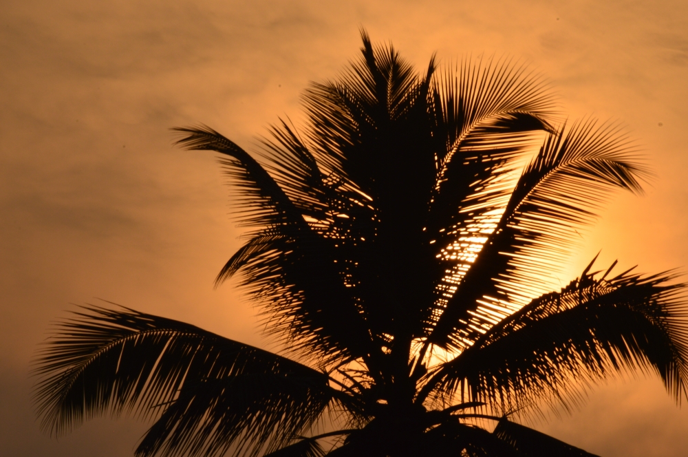 Sun rise , Nature, Sunrise, red sky, Tree, cocunut tree, background, wallpaper, 