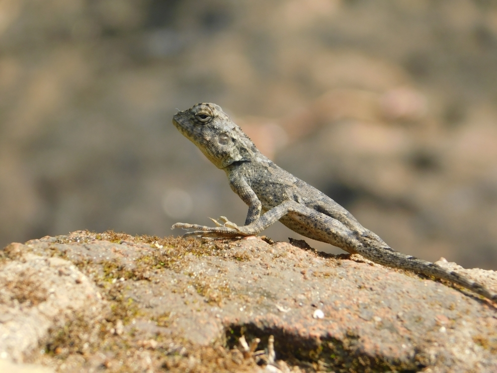 Rock agama , Umesh Singh photography 