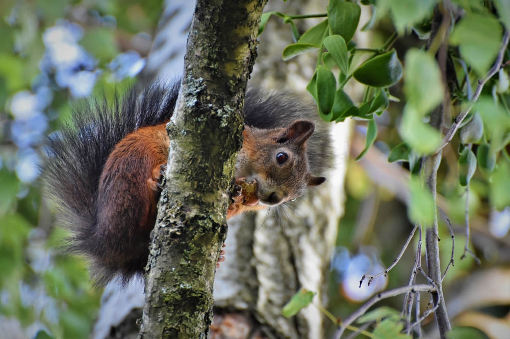 squirrel, squirrel.pet,animal,