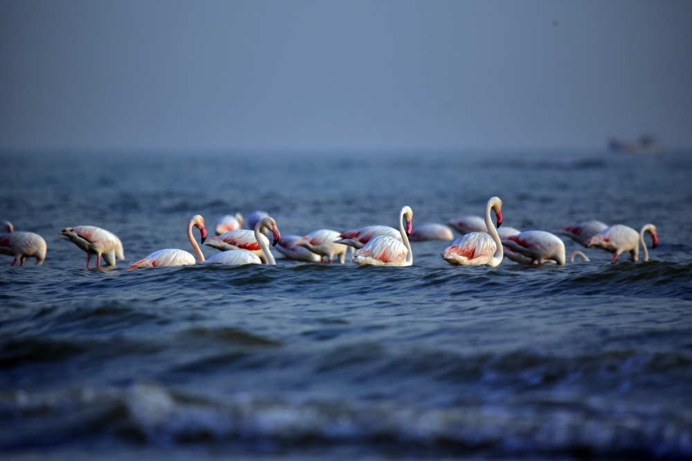 flamingo at kutch, flamingos