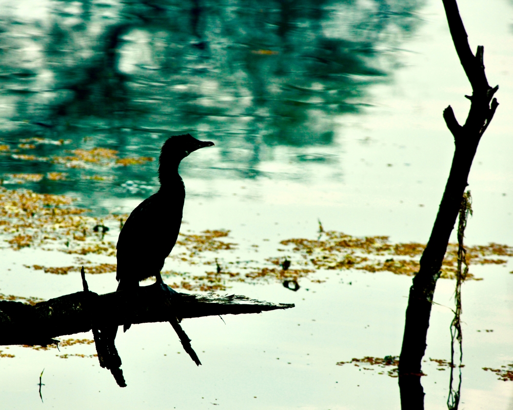 scenery of snake bird, #nature #photography #love #instagood #photooftheday #travel #sky #beautiful #art #naturephotography #like #landscape #sunset #photo #picoftheday #instagram #sun #beach #life #winter #sea #fun #cute #clouds #happy #naturelovers #summer #bhfyp, 
