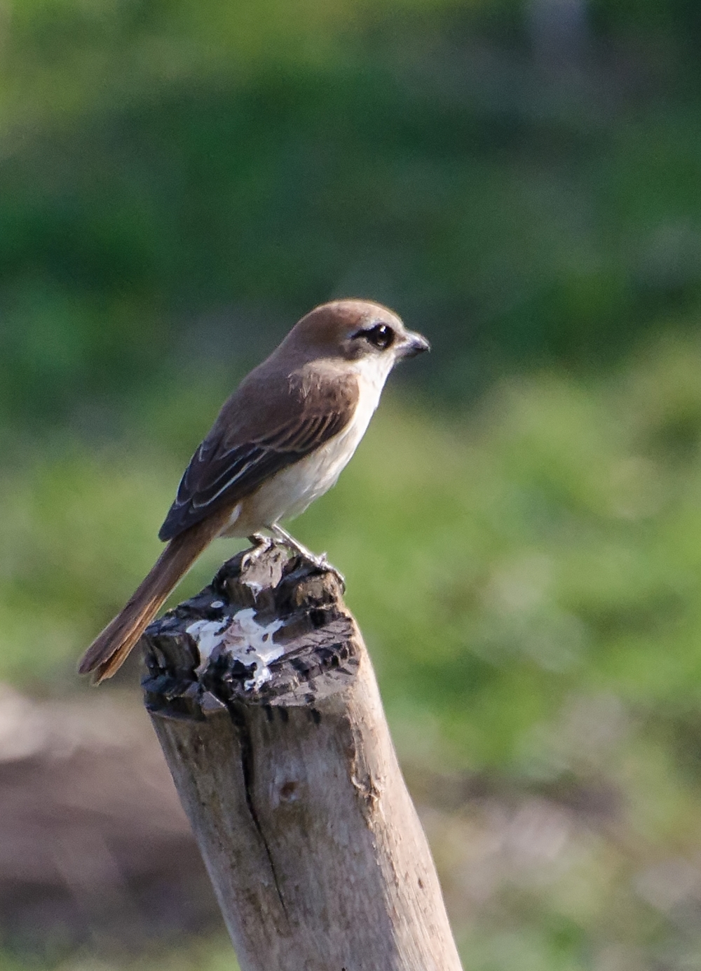 Little but Cute, #Littlebird, Bird, Love birds, 
