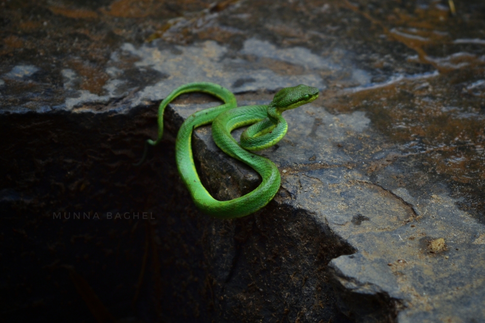 Snake ,  #wildlife #SNAKE