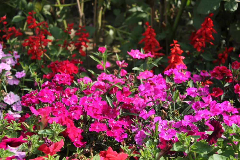 A group of bright colorful flowers, Flower, Purple, different, beautiful, group of flowers, Cluster, lovely, 