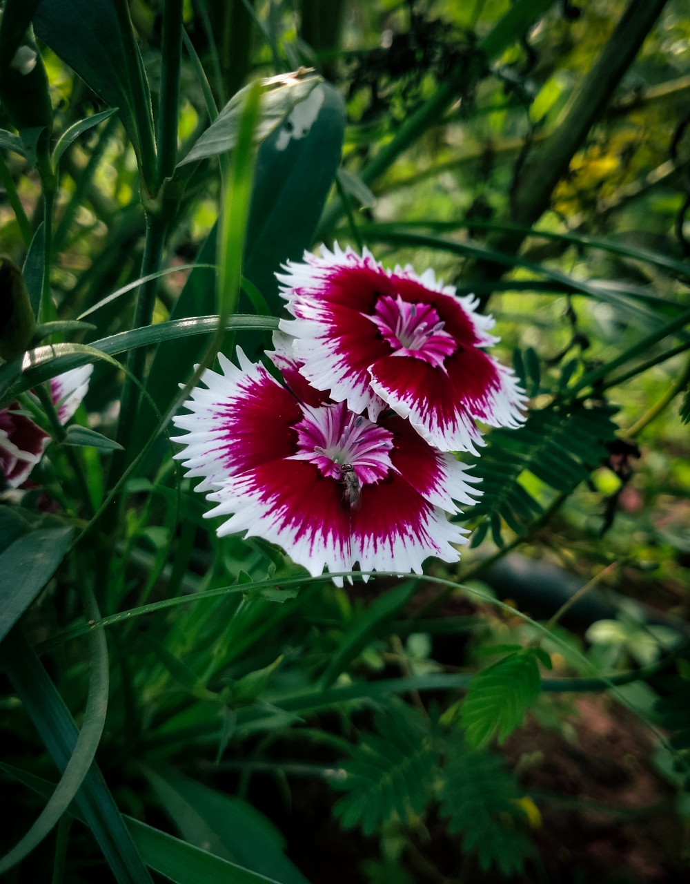 Dianthus chinensis, #flower # Dianthus chinensisnatural #beautiful #water_drop  #mobile_photography, 