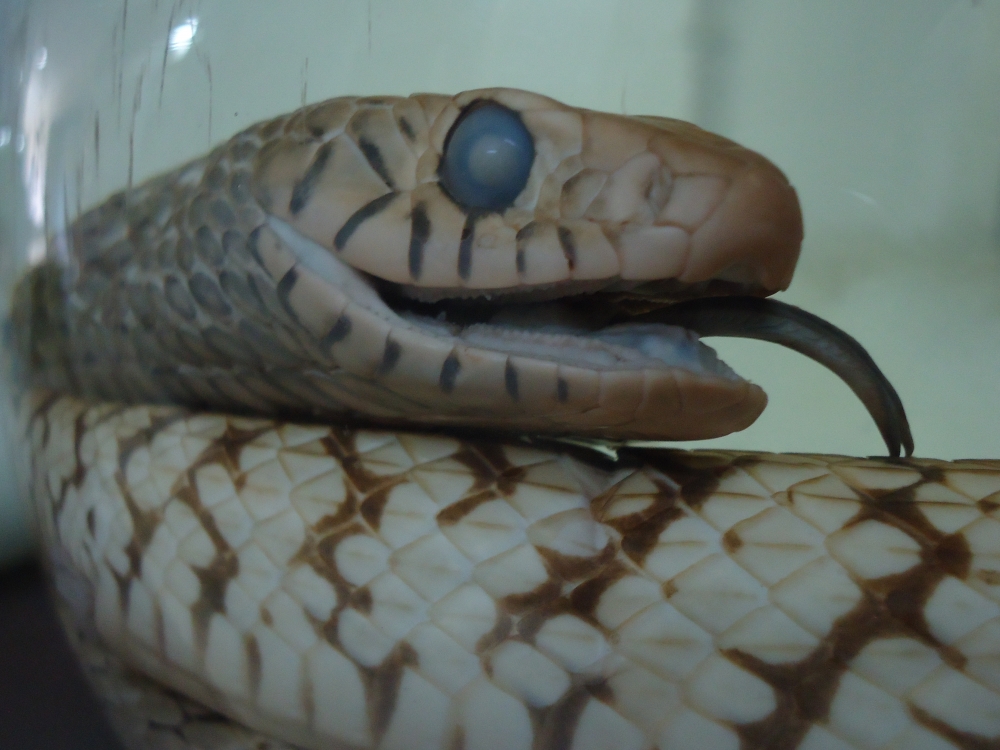 snake , snake/wild/animal