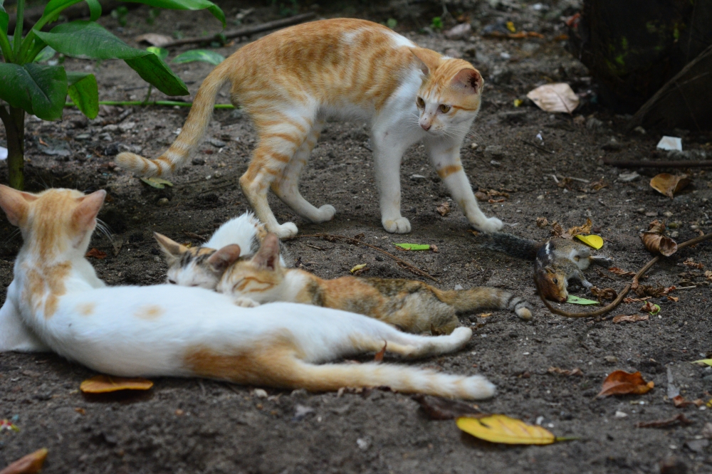 Cat hunt squirrel, Cat, cats, kittens, squirrel, dead squirrel, hunt