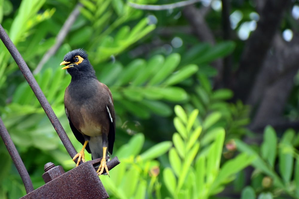 Common Myna, common myna, sparrow, bird, wildlife, tree, summer, leaf, nature, outdoors, bird watching, small, branch, close-up, one animal, beauty in nature, animals in the wild, feather
