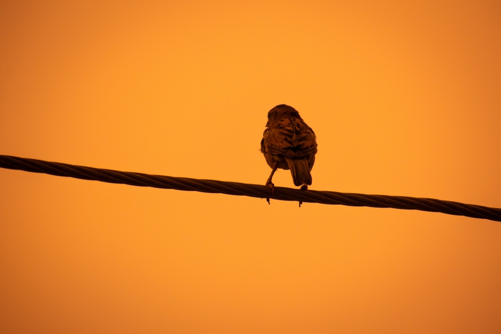 Nature photography, Photography, #Nature #background #wallpaper #hdclicks #fullHD Love birds 