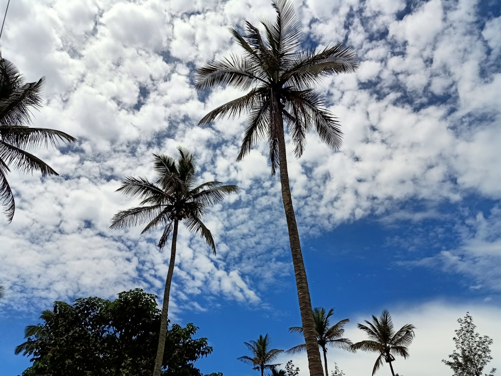 Cocunut trees, trees, tree, nature, green, Coconut, Trees, natural, Nature, earth, 