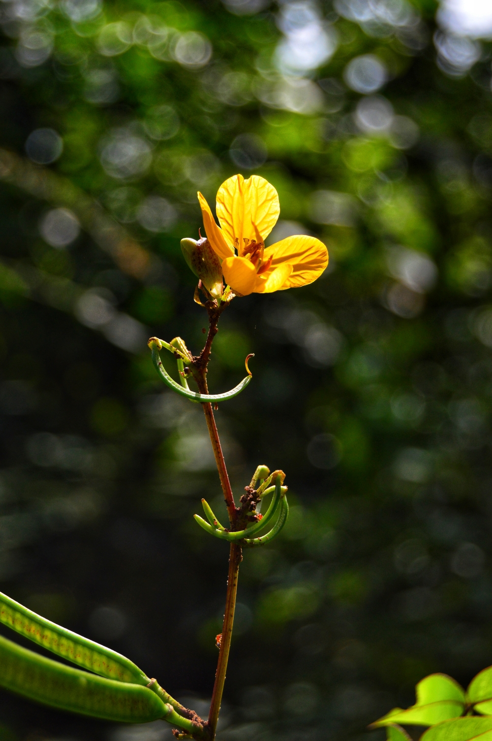 golden cassia flowers , morningrays nature forest jungle munnabaghelphotography kvnp nationalpark bastar kangervalleynationalpark jagdalpur explore landscape gochhatishgarh bastarpicture photooftheday tree green wild Hill, #nature #chitrakhotwaterfall #landscape #HD #wallpaper #background #picture #chitrakhot #Bastar #Munn baghelPhotography, summer tirathgarh waterfall waterfalls indianwaterfall  nationalpark kangervalleynationalpark Raipur CG forest HD wallpaper view kangervalley tirathgarh waterfall waterfalls jungle Bastar Chhattisgarh photosoftheday photo gallery wallpaper view kangervalley instapicture instagood viralpic, #nature #photography #love #instagood #photooftheday #travel #sky #beautiful #art #naturephotography #like #landscape #sunset #photo #picoftheday #instagram #sun #beach #life #winter #sea #fun #cute #clouds #happy #naturelovers #summer #bhfyp, #Flowers #Nature #hdclicks #photooftheday #winter #background #fullHD #landscape #wildflowers, 