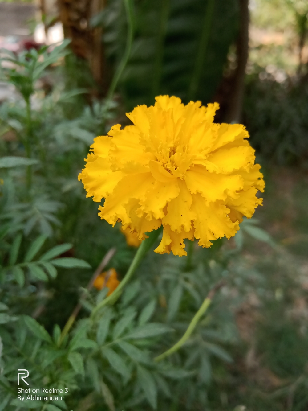 A marigold flower... Luck by chance , #nature #photography #love #instagood #photooftheday #travel #sky #beautiful #art #naturephotography #like #landscape #sunset #photo #picoftheday #instagram #sun #beach #life #winter #sea #fun #cute #clouds #happy #naturelovers #summer #bhfyp, 