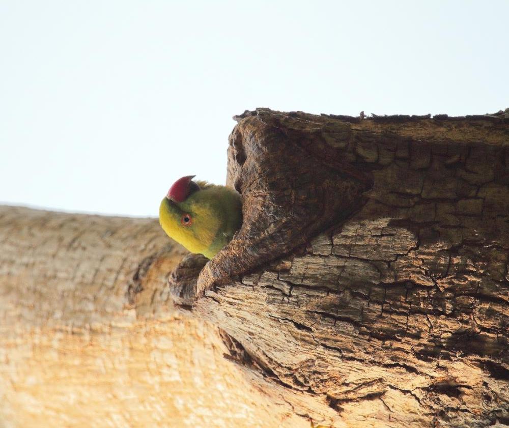 Playing hide and seek - Ringed Parakeet , Green,  Briding,  wildlife,  colourful,  beautiful 