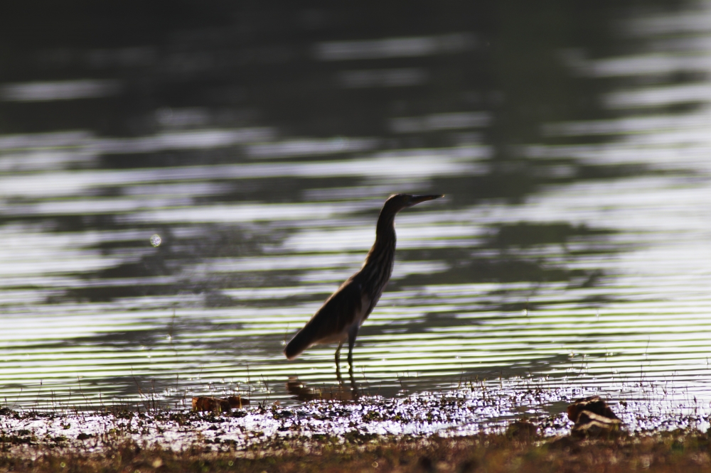 Birds, #birds #wildlife, jungle 