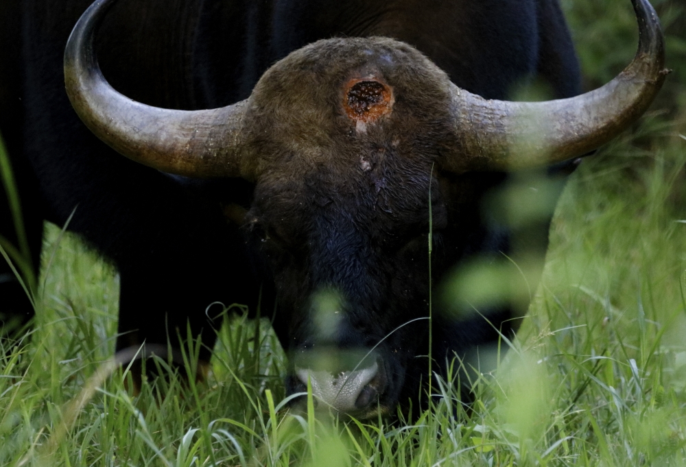 The Defeated Warrior, intothewild, intothenature, wildlife, wildlifephotography, mammal, indian, gaur, 