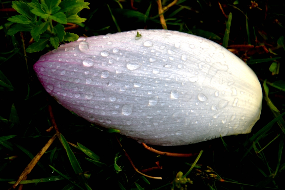 dew , #dew#nature#nikon