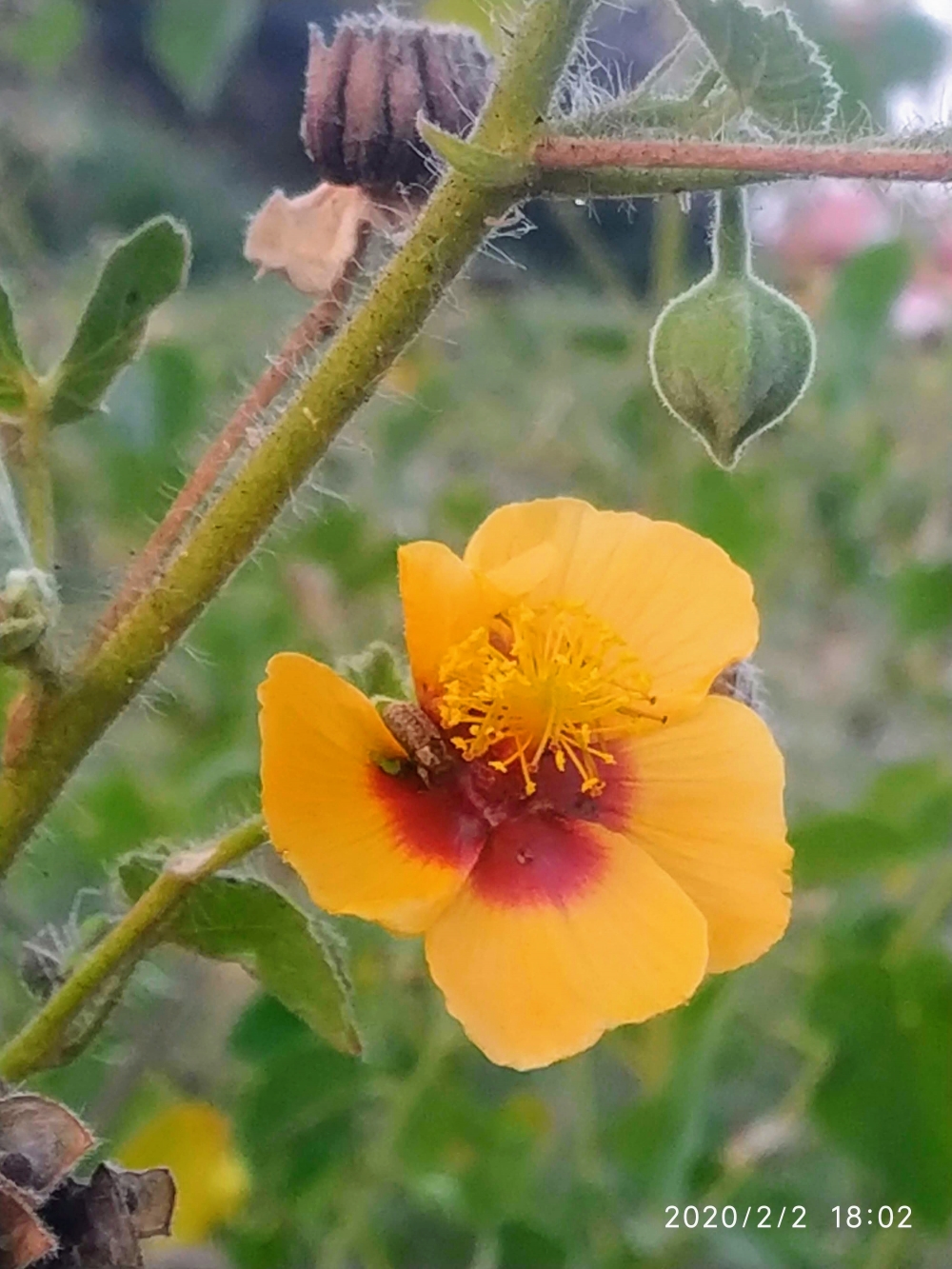yellow flower, Flower, Nature flower, yellow flower, beauty
