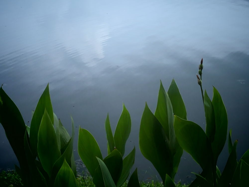 Green leafs, water#green #leaf