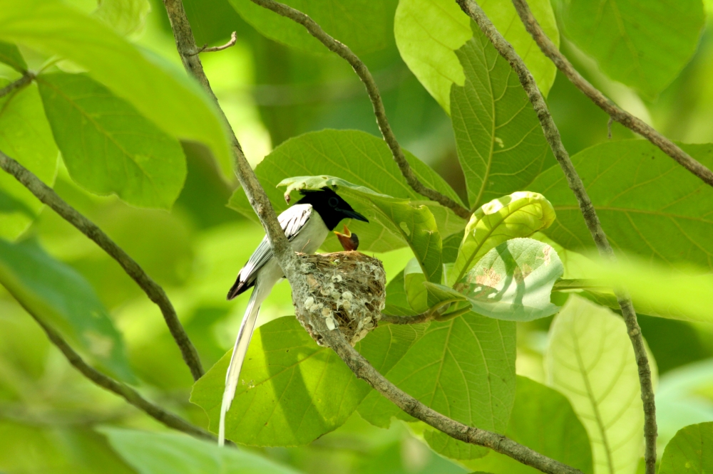 Asian Paradise flycatcher, into the wild,wildlife, wildlife photography, nature beauty, birding, flycatcher, Asian,  canon photography