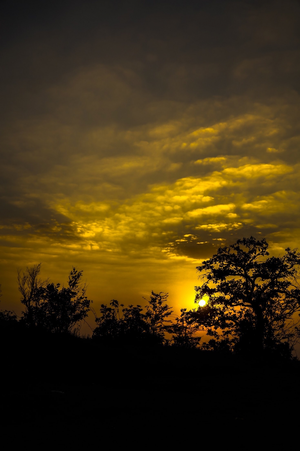 Golden hour , Nature, goldenhour