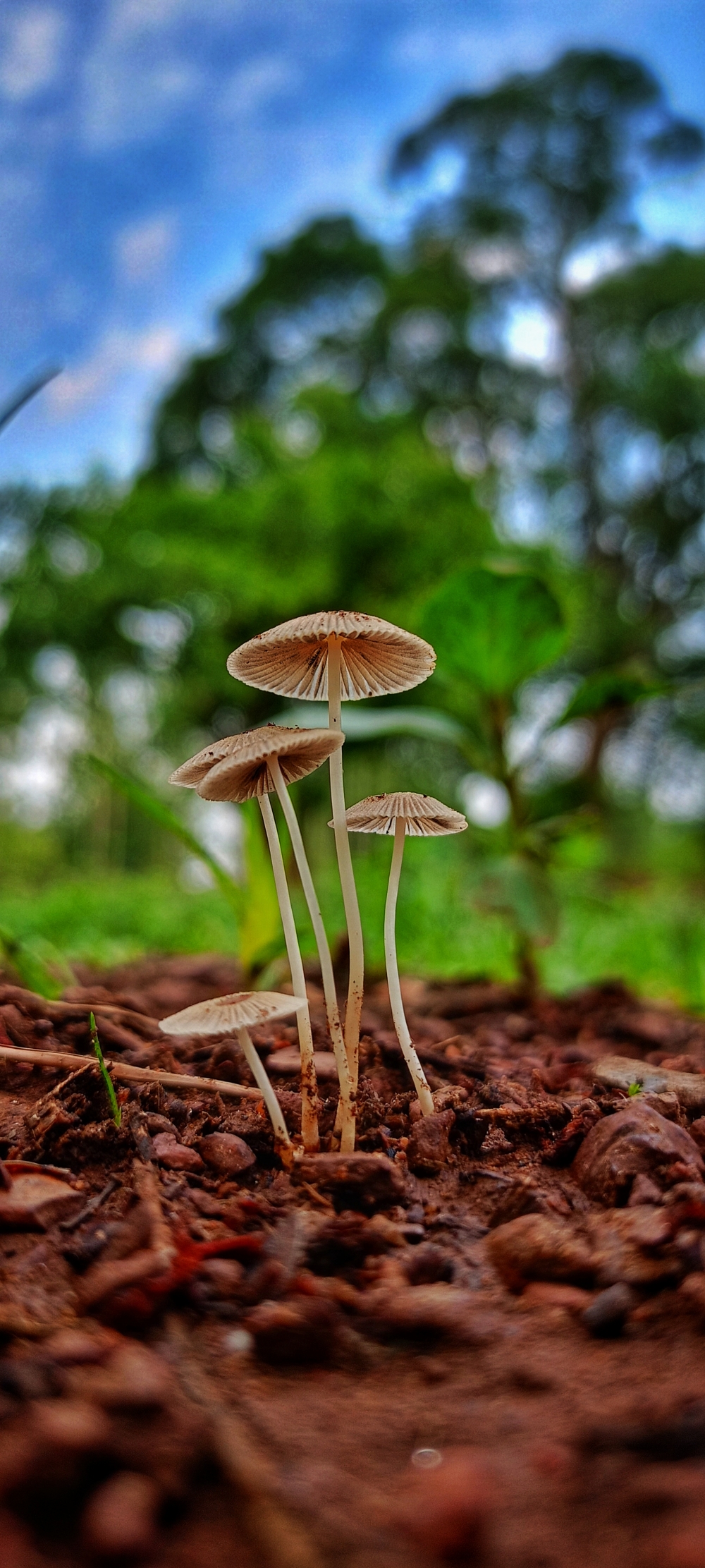 Mushroom , #nature #photography #love #instagood #photooftheday #travel #sky #beautiful #art #naturephotography #like #landscape #sunset #photo #picoftheday #instagram #sun #beach #life #winter #sea #fun #cute #clouds #happy #naturelovers #summer #bhfyp, 