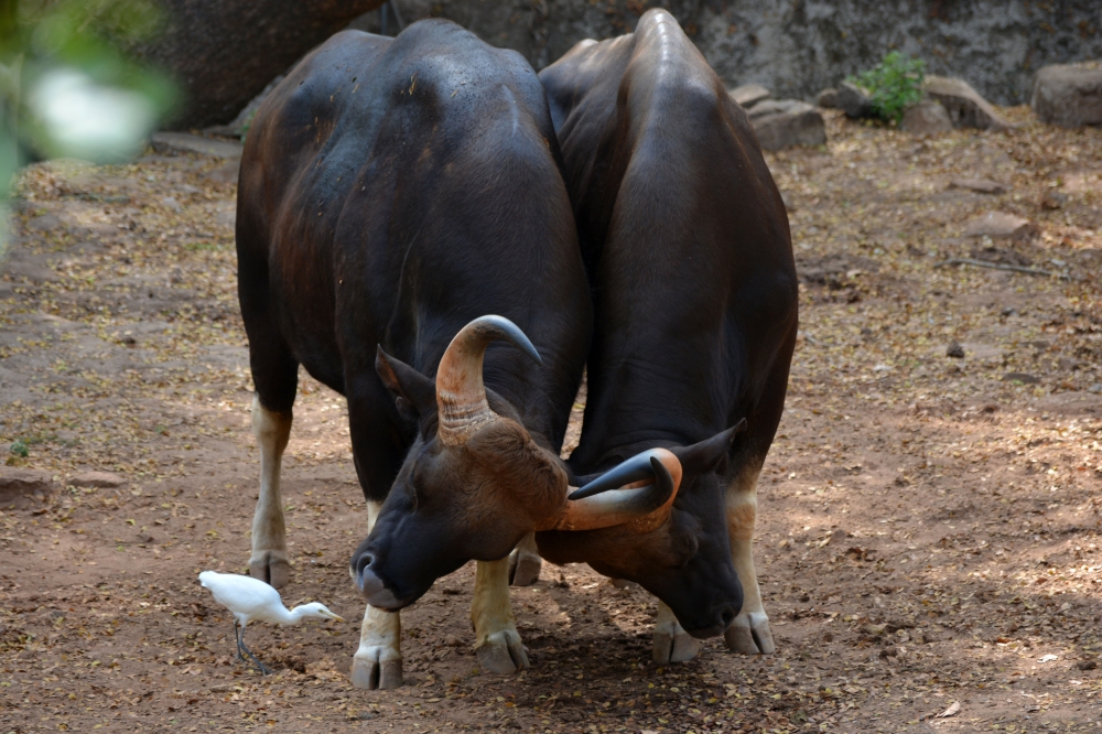 Bison, who will win?