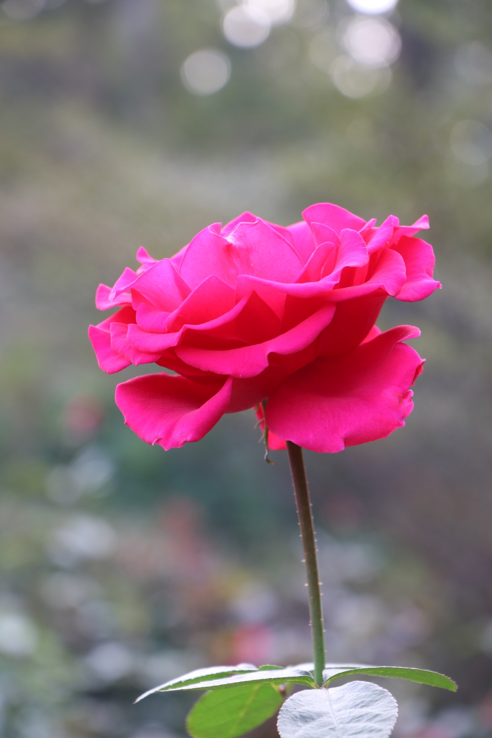 Rose flower, red rose flower